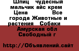 Шпиц - чудесный мальчик айс-крем › Цена ­ 20 000 - Все города Животные и растения » Собаки   . Амурская обл.,Свободный г.